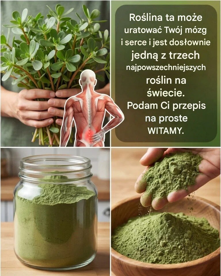 Ta roślina może uratować Twój mózg i serce, a jest dosłownie jedną z trzech najpowszechniejszych roślin na świecie. Wiele osób myśli, że to tylko chwast, ale nie mają o tym pojęcia. Podam ci przepis na prostą uprawęWięcej na ten temat w pierwszych komentarzach 👇⬇️