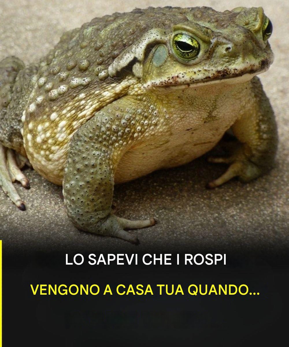 Lo sapevi che i rospi vengono a casa tua quando... Scopri di più👇