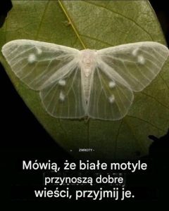 Co oznacza, gdy odwiedza Cię czarny motyl?