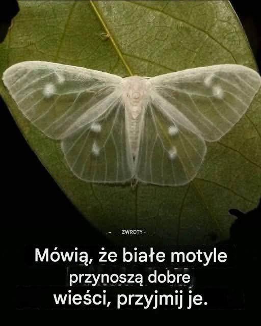 Co oznacza, gdy odwiedza Cię czarny motyl?