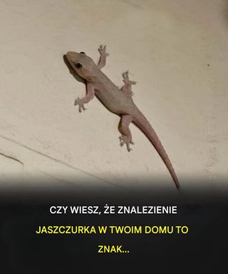 Did you know that when a lizard visits your house it's a sign of... See more👇