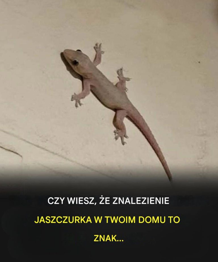 Did you know that when a lizard visits your house it's a sign of... See more👇