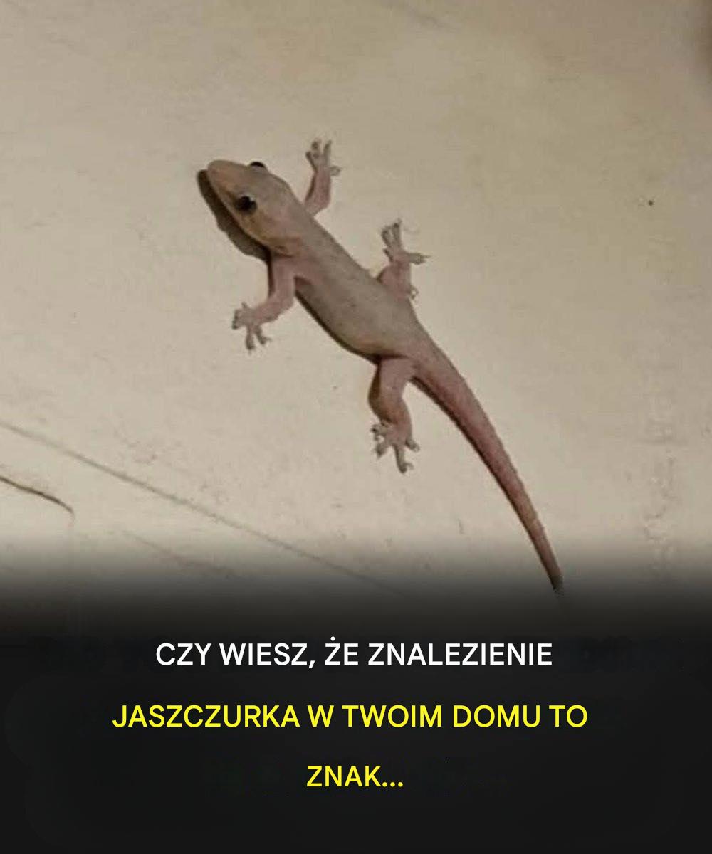 Did you know that when a lizard visits your house it's a sign of... See more👇