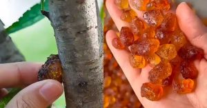 Moc żywicy brzoskwiniowej (Tao Jiao): 15 zaskakujących korzyści i jak wykorzystać ją w domu.