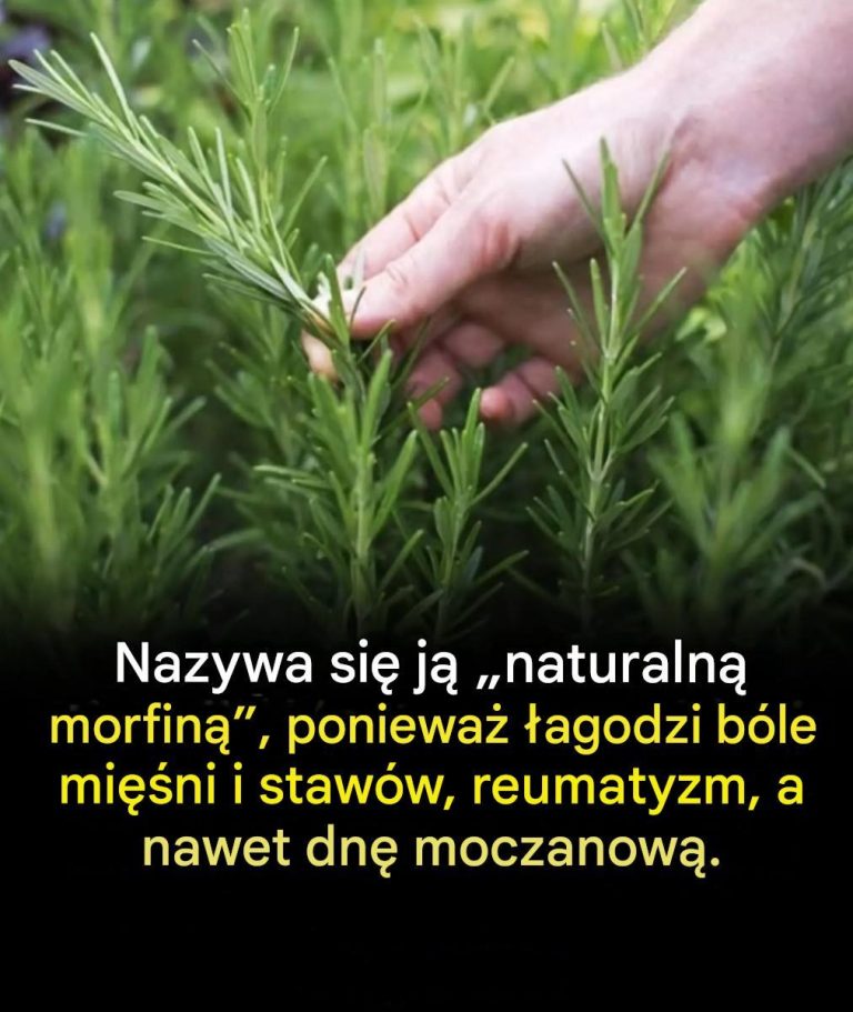 Korzyści płynące ze spożywania tej rośliny przez osoby starsze: naturalny sprzymierzeniec zdrowego starzenia się